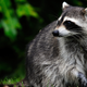 Illustration for article titled A death-defying raccoon has climbed up a Minnesota skyscraper and into our hearts